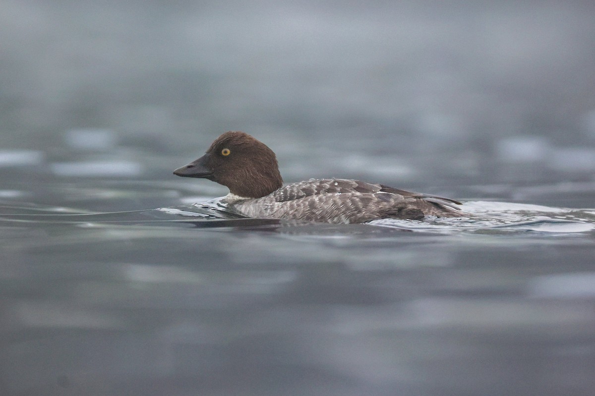 Гоголь - ML646950787