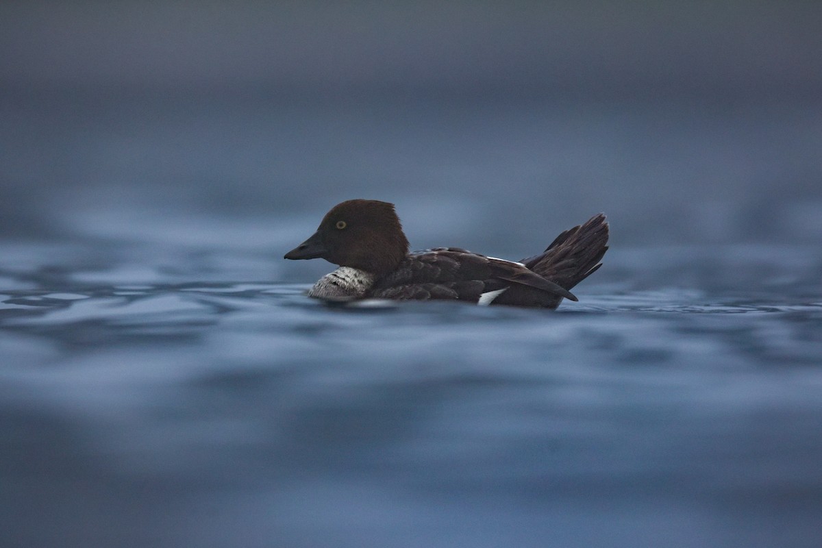 Гоголь - ML646950788