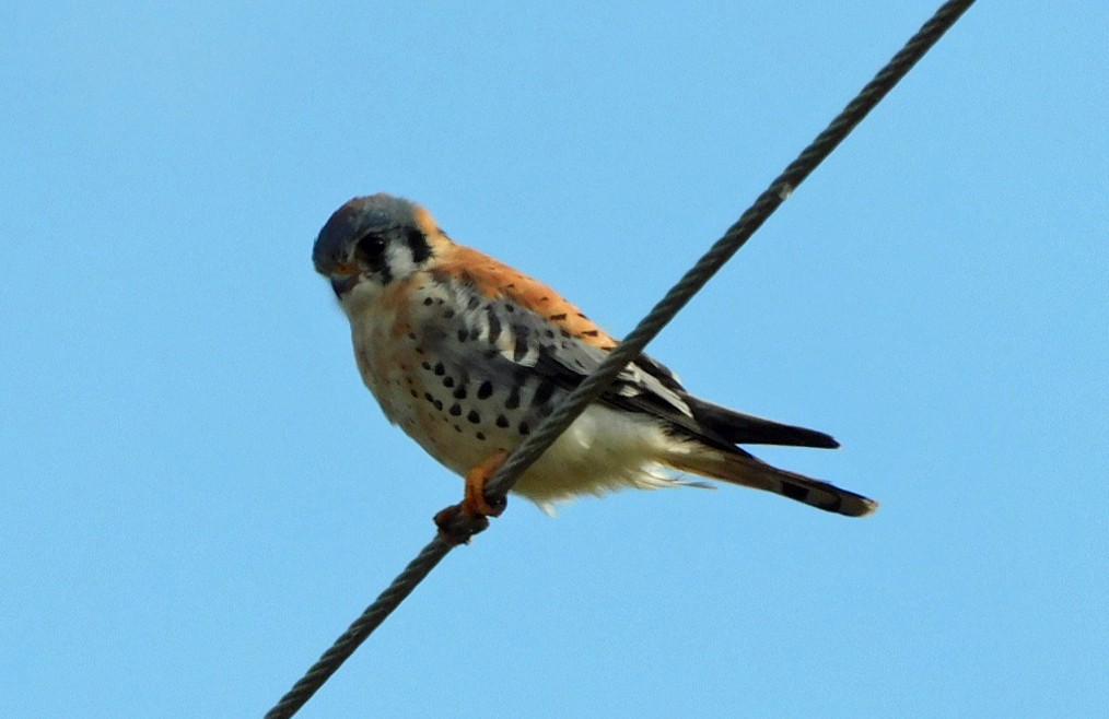 Cernícalo Americano - ML646950789