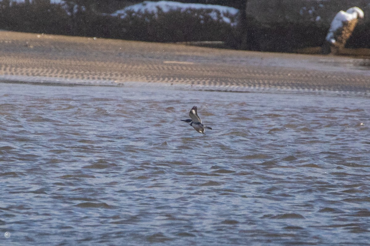 Belted Kingfisher - ML646950790