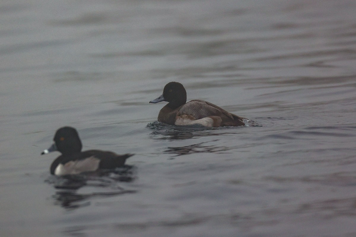 Малая морская чернеть - ML646950792