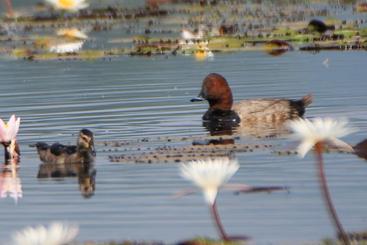 Common Pochard - ML646950793