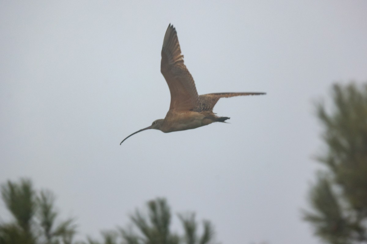 Американский кроншнеп - ML646950801