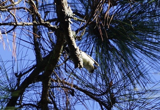 Pic à face blanche - ML646950805