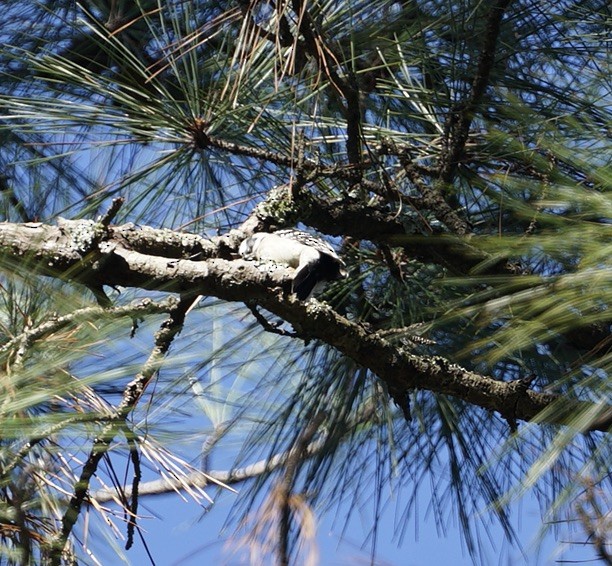 Pic à face blanche - ML646950806