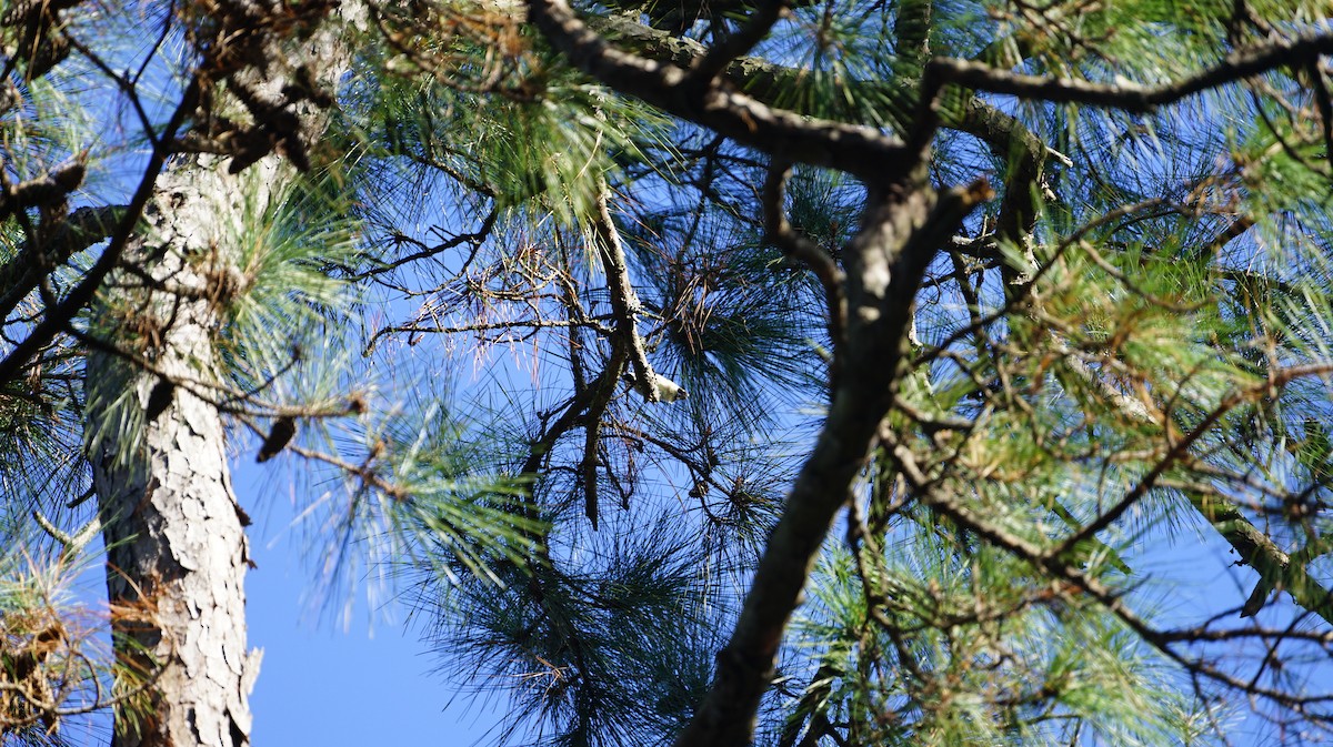 Pic à face blanche - ML646950807