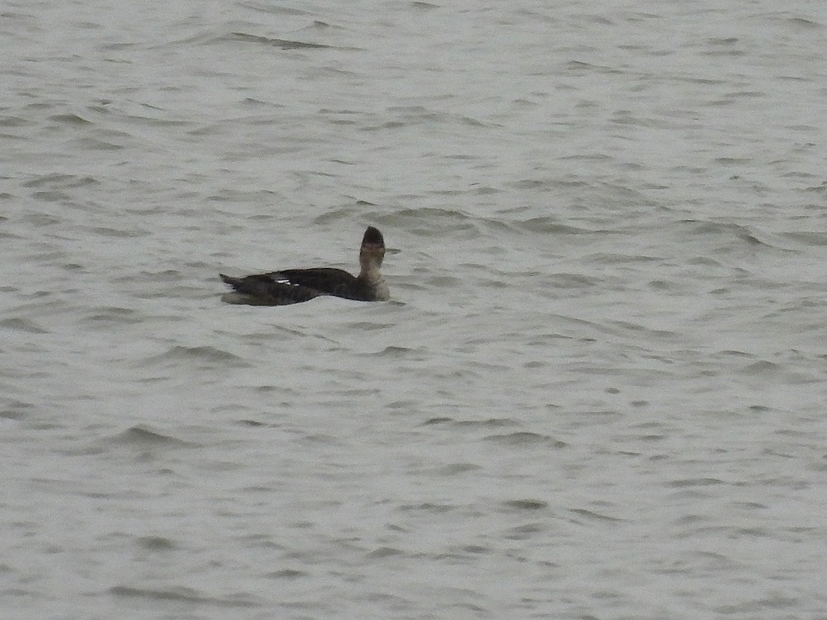 Serreta Mediana - ML646950809