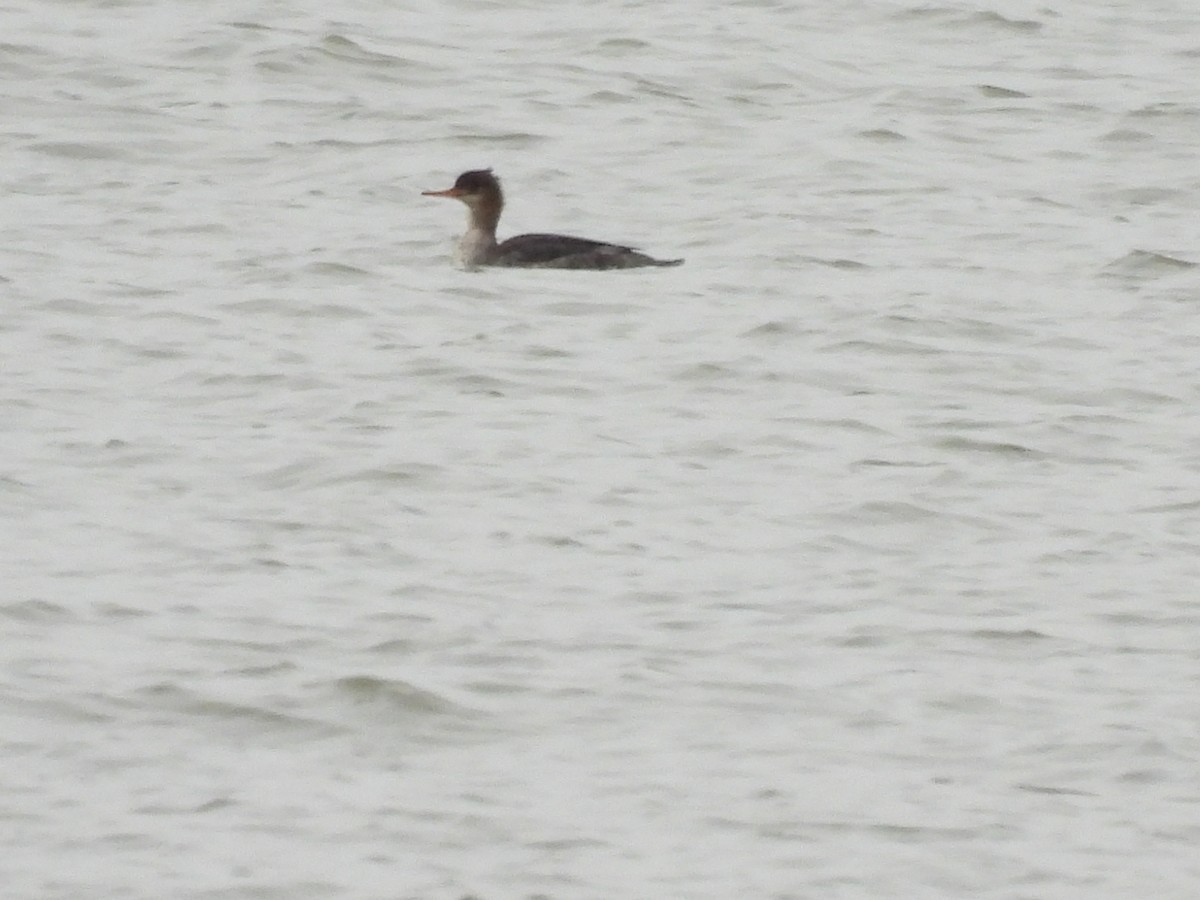 Serreta Mediana - ML646950810