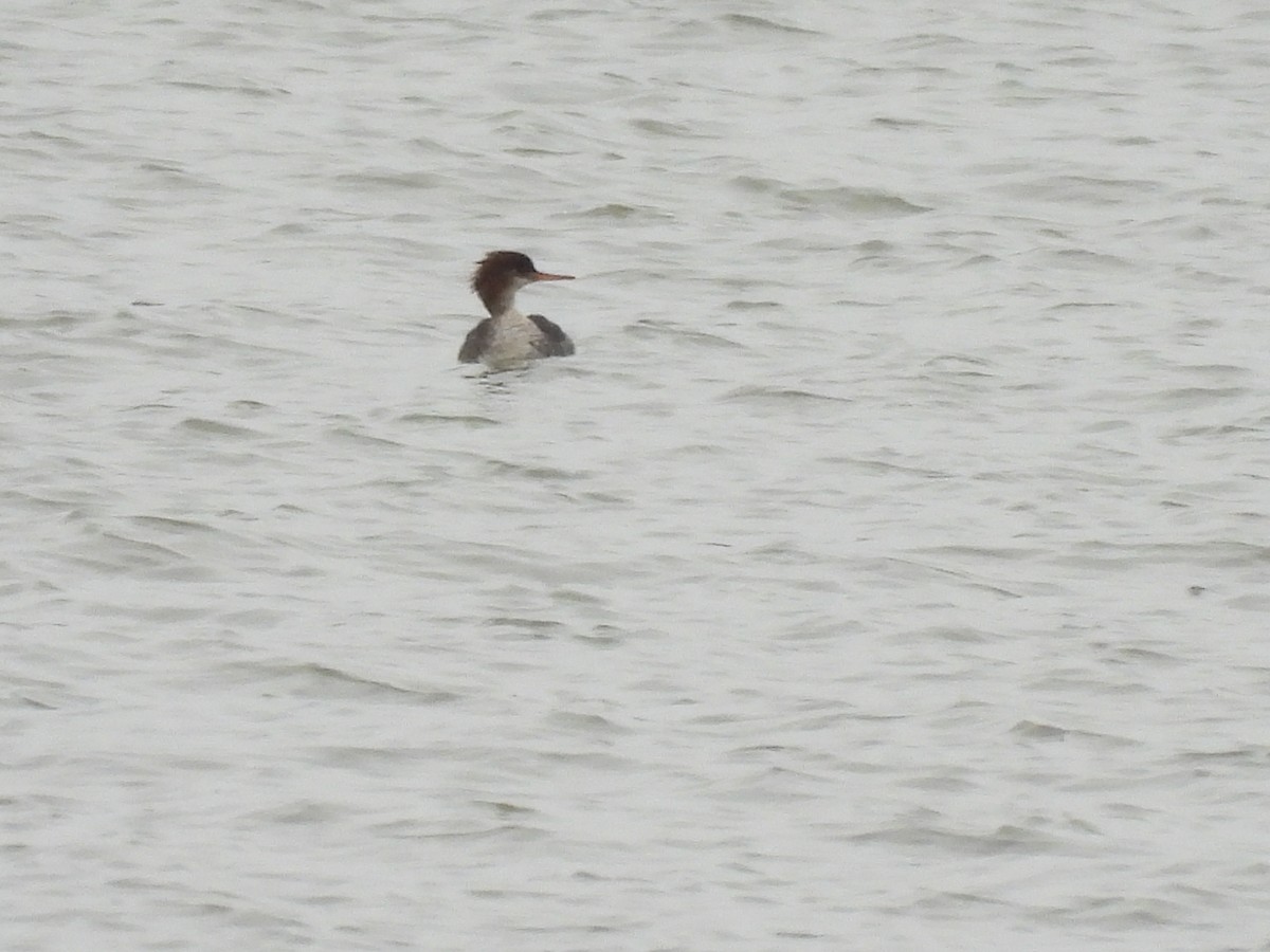 Serreta Mediana - ML646950811