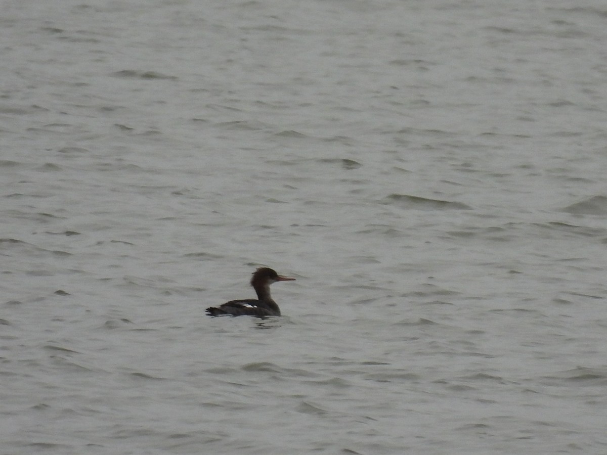 Serreta Mediana - ML646950812