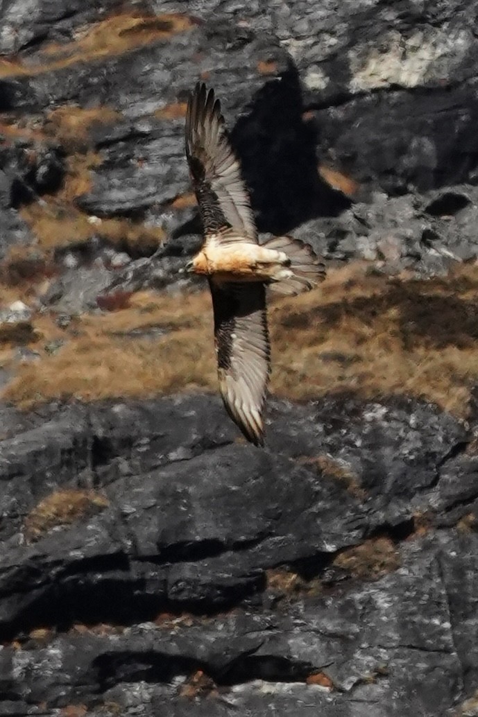 Бородач - ML646950813