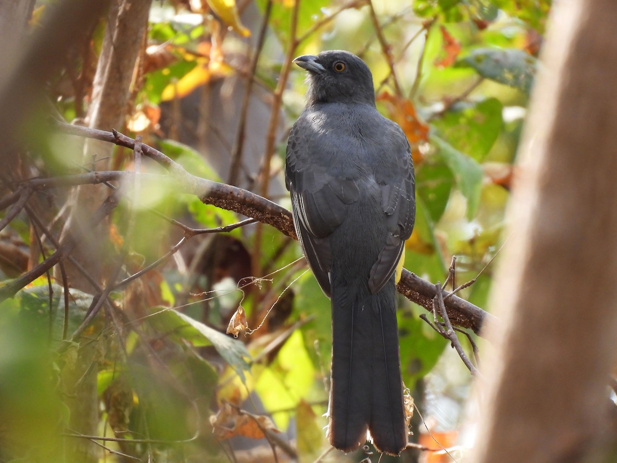 Citreoline Trogon - ML646950819