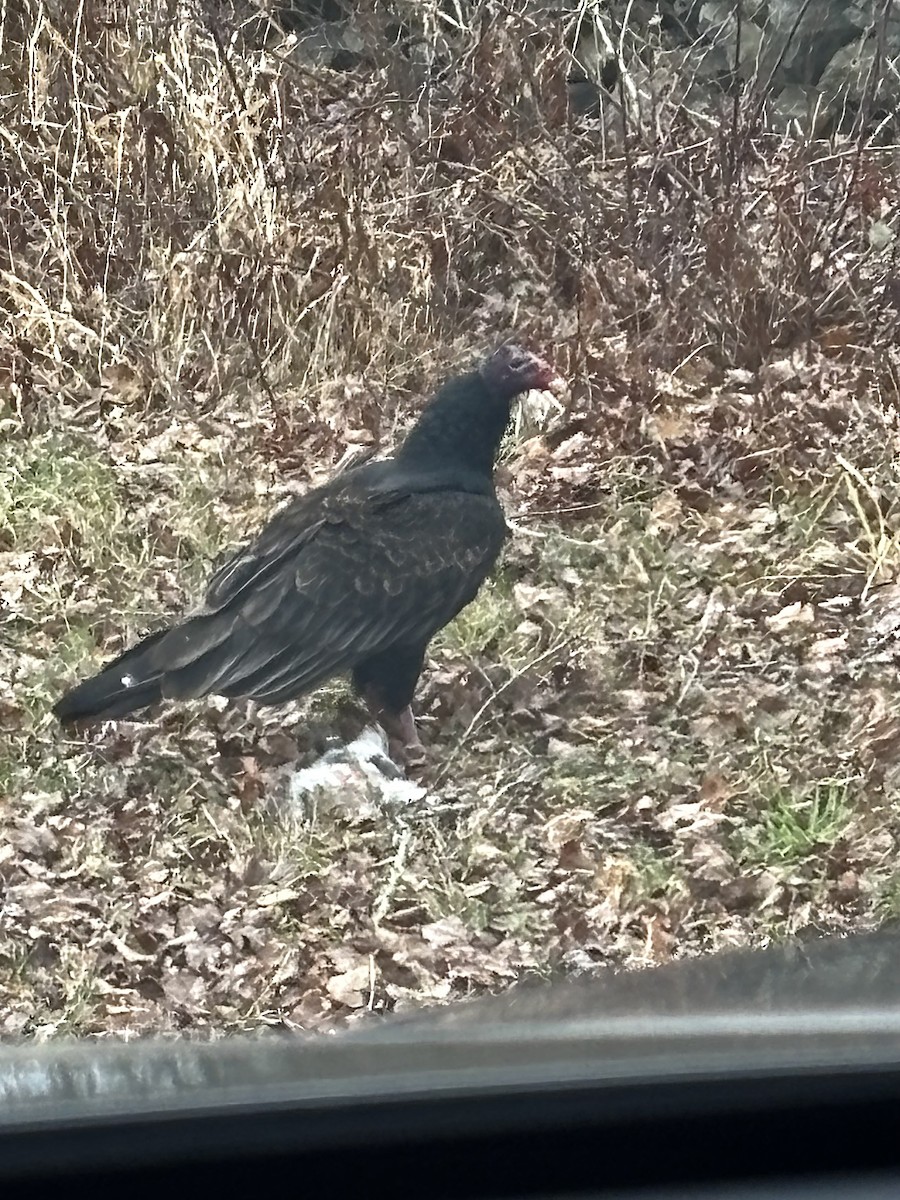 kondor krocanovitý - ML646950821