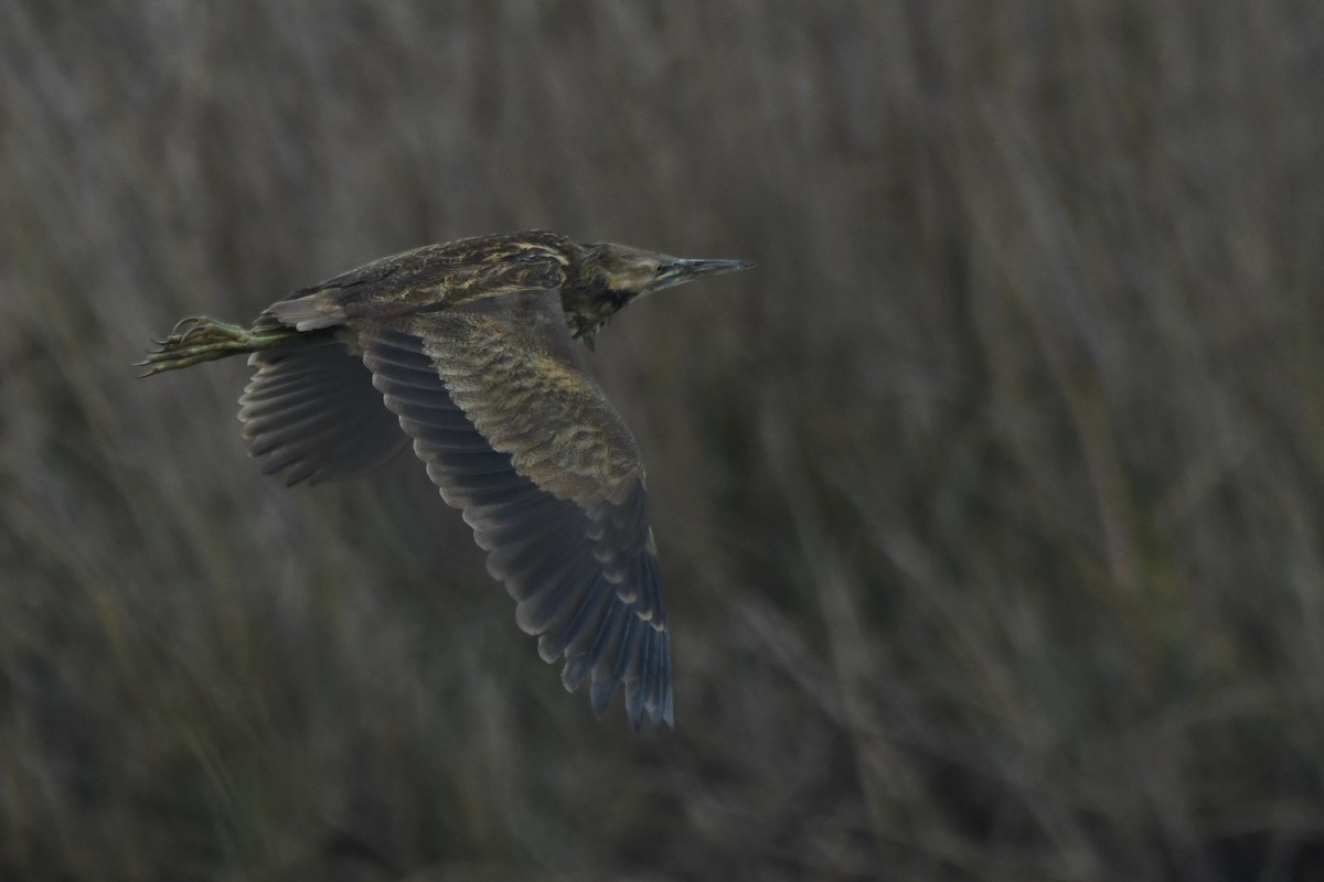 American Bittern - ML646950822
