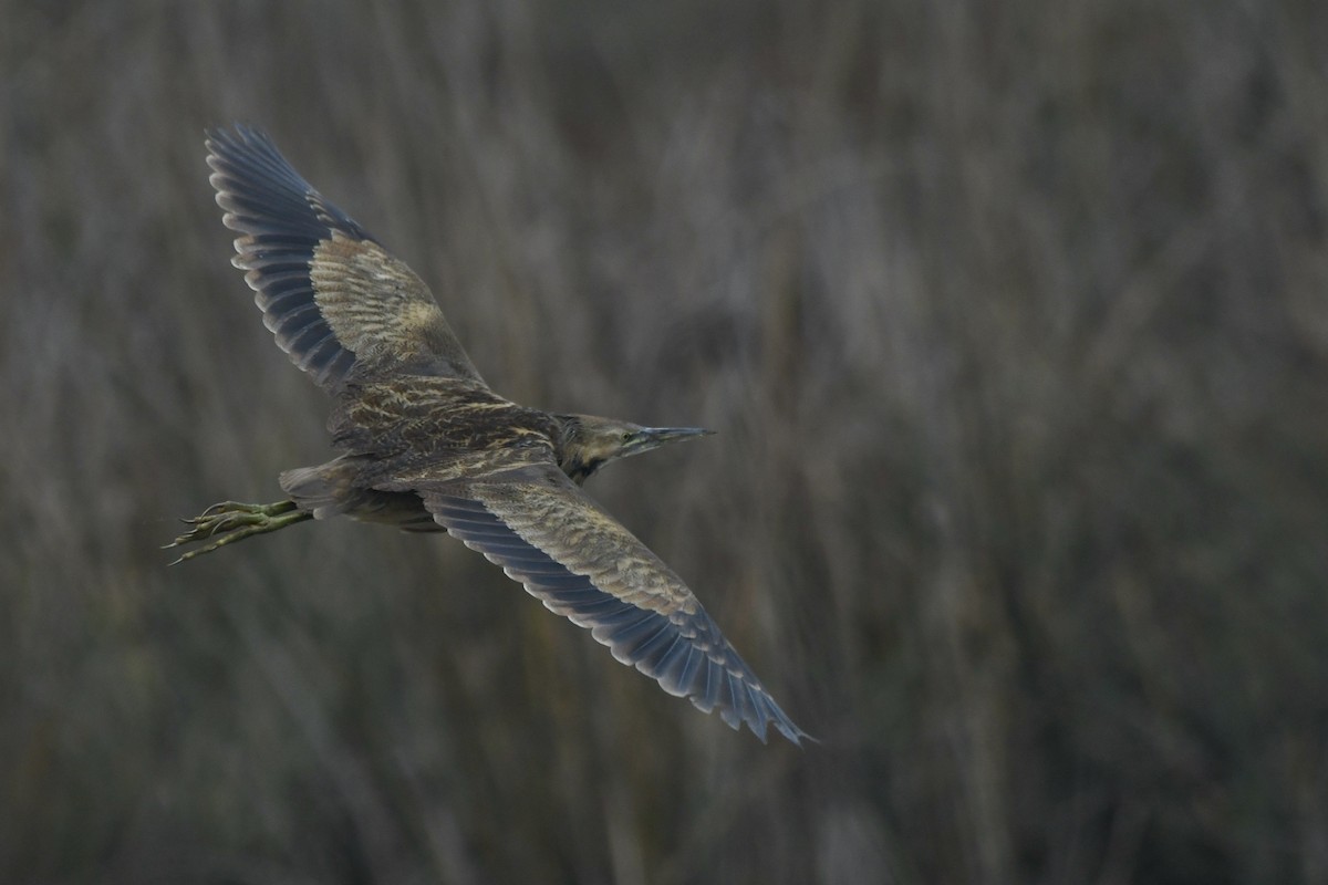 American Bittern - ML646950823