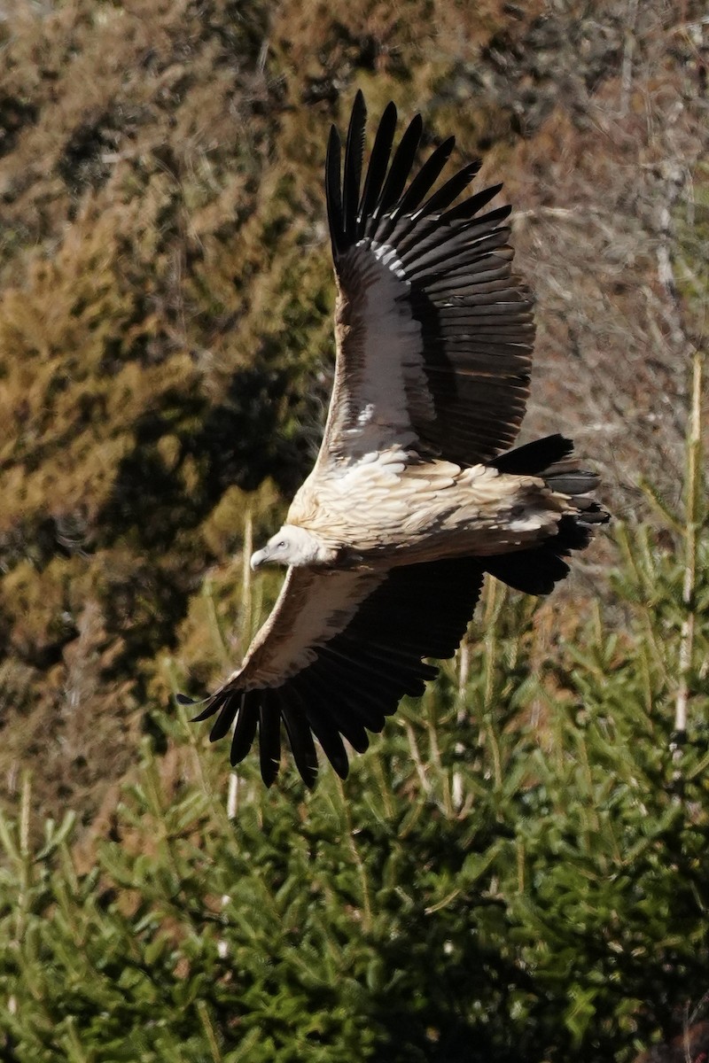 Himalayan Griffon - ML646950833