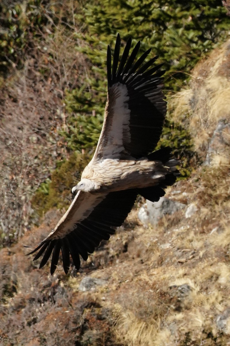 Himalayan Griffon - ML646950834
