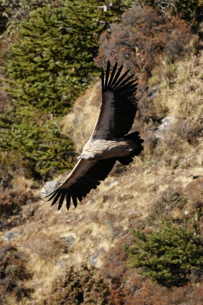 Himalayan Griffon - ML646950835
