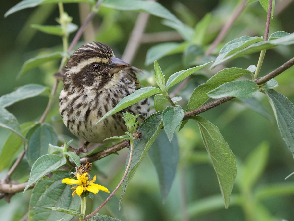 Çizgili İskete - ML646950840