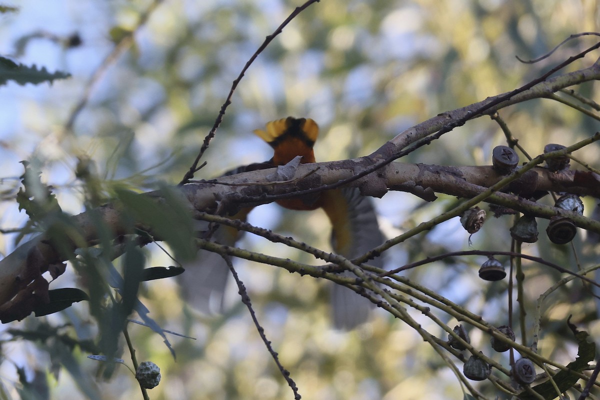 Балтиморский трупиал - ML646950841