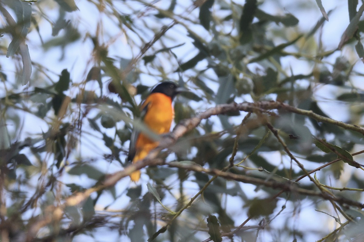 Балтиморский трупиал - ML646950842