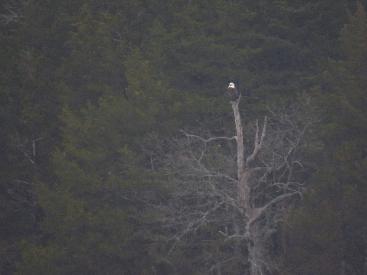 Орлан білоголовий - ML646950843