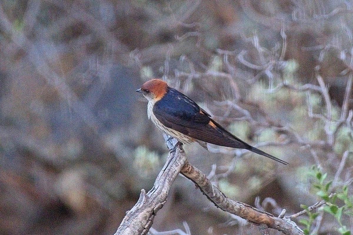 Капская ласточка - ML646950846