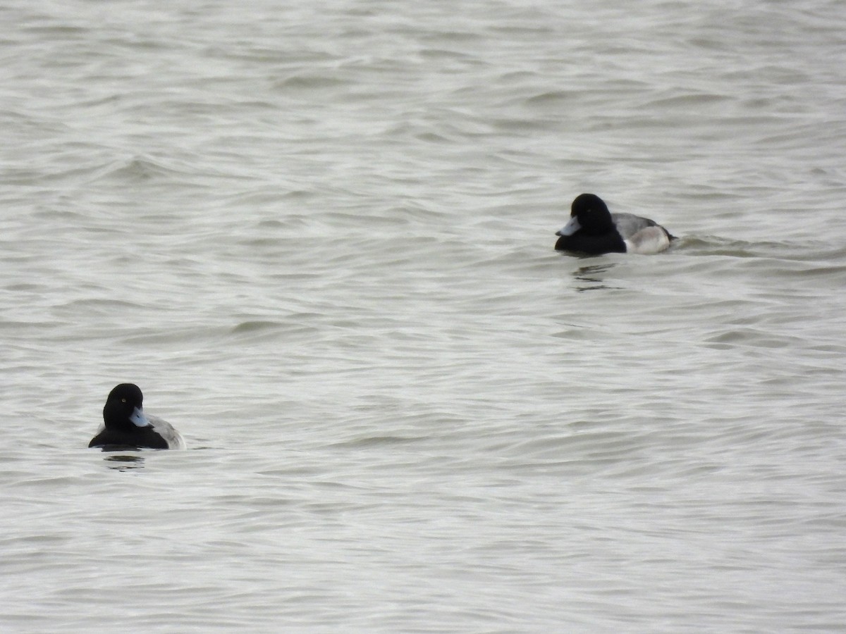 Greater Scaup - ML646950847