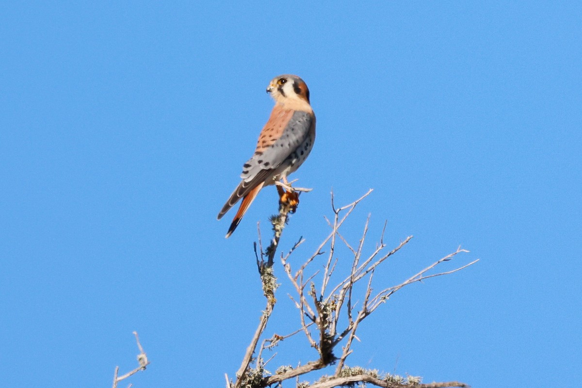 Cernícalo Americano - ML646950849