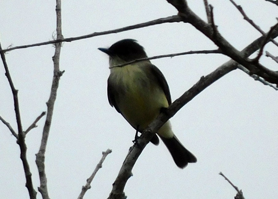 Mosquero Fibí - ML646950850