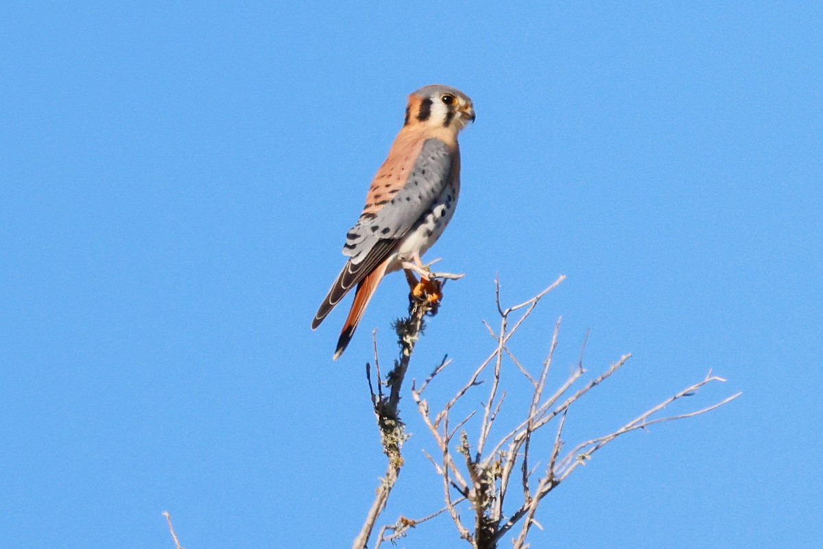 Cernícalo Americano - ML646950852