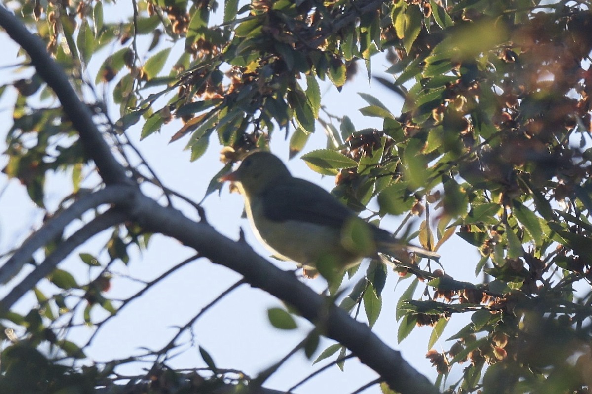 Чернокрылая пиранга - ML646950853