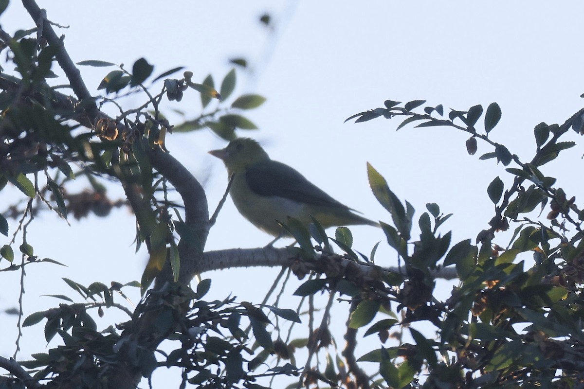 Чернокрылая пиранга - ML646950854