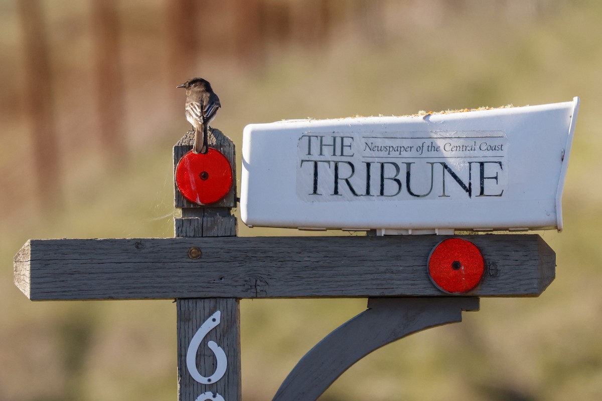 Mosquero Negro - ML646950857