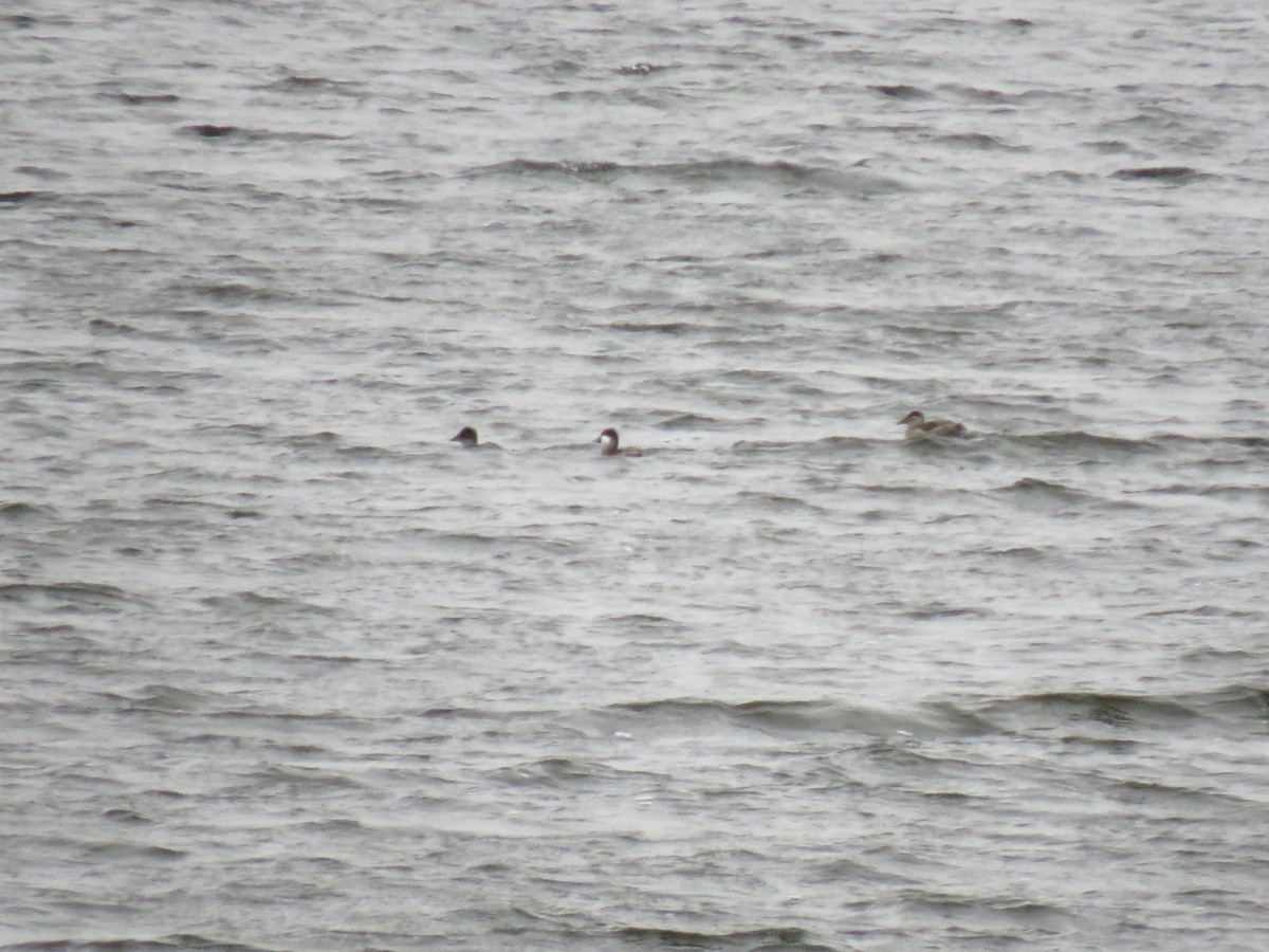 Савка американська - ML646950858