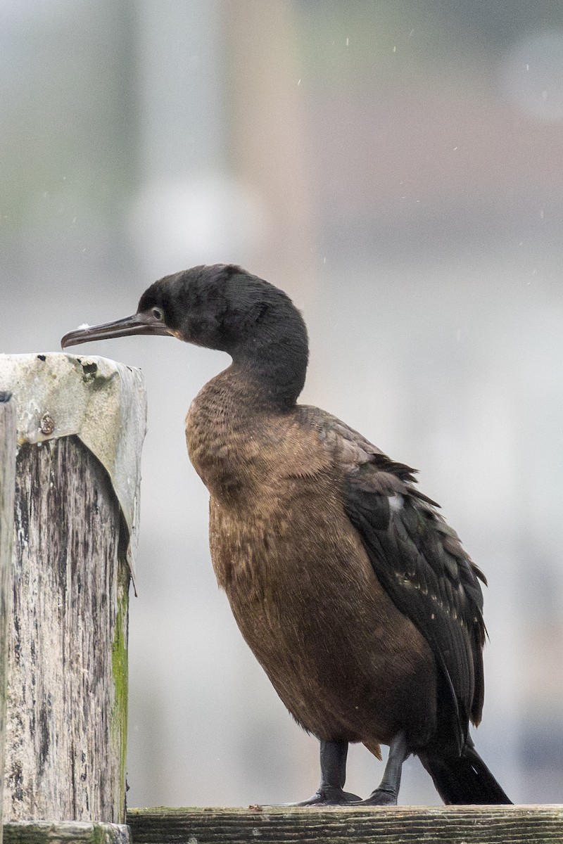 Brandt's Cormorant - ML646950859