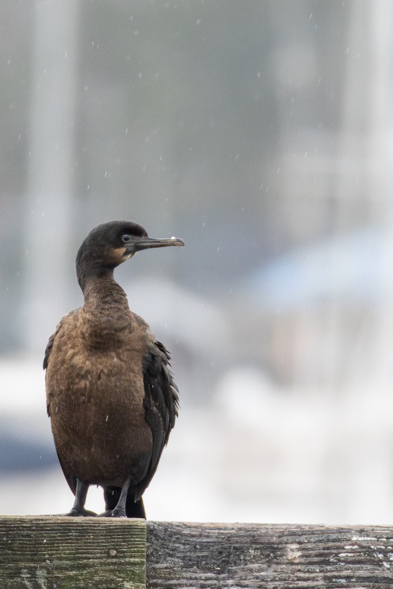 Brandt's Cormorant - ML646950860