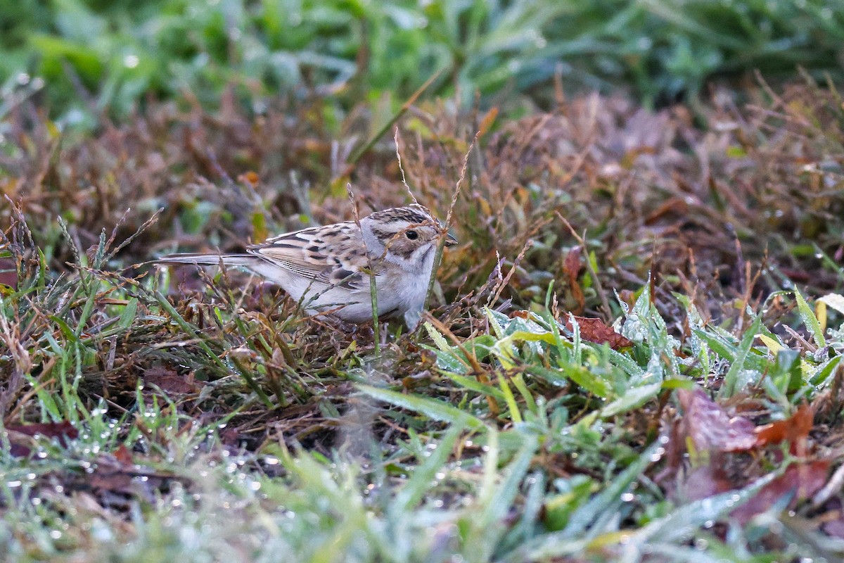 Бледная малая овсянка - ML646950865