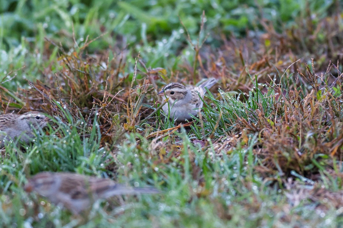 Бледная малая овсянка - ML646950866