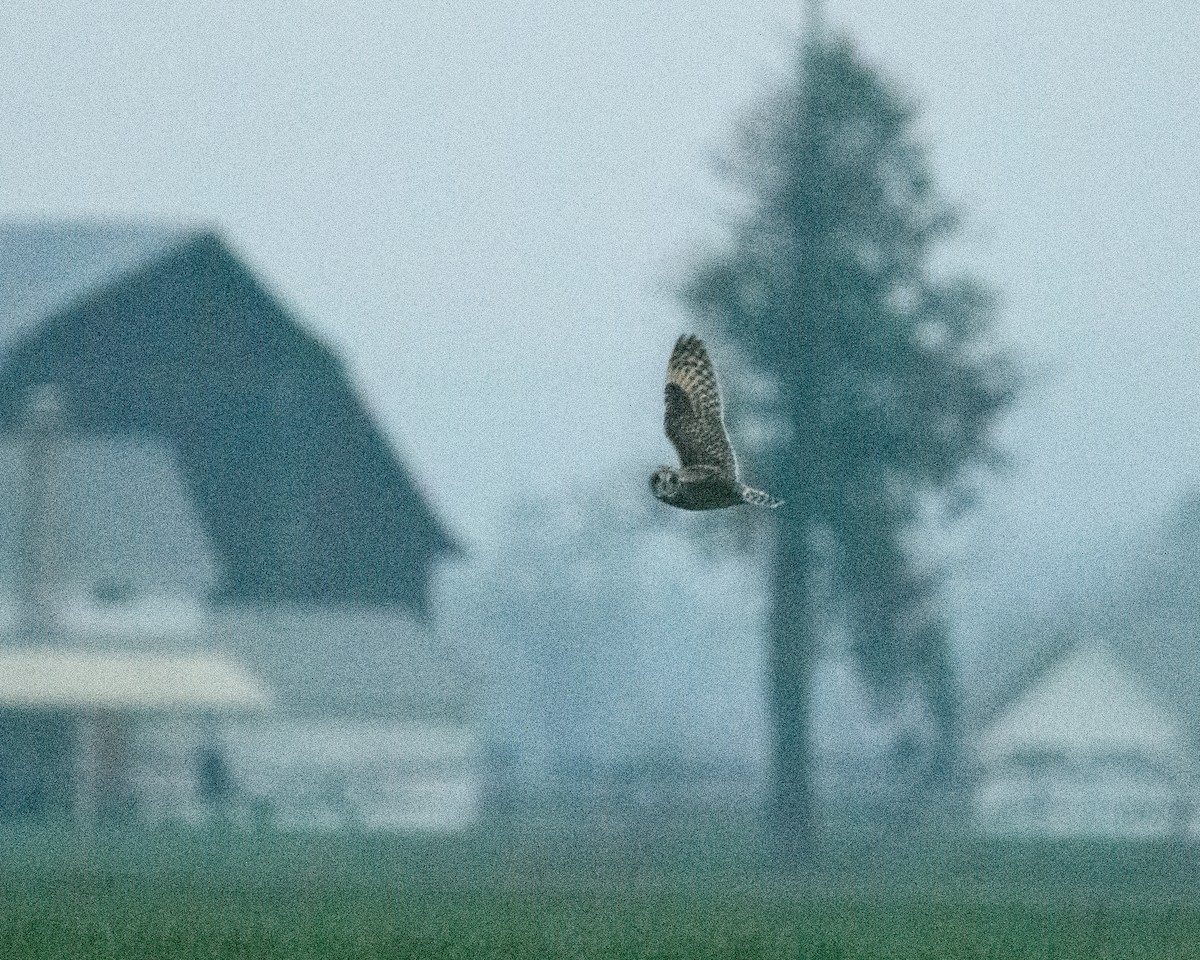 Short-eared Owl - ML646950867