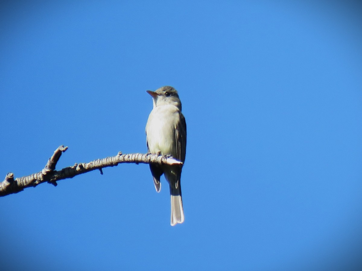 Greater Pewee - ML646950869