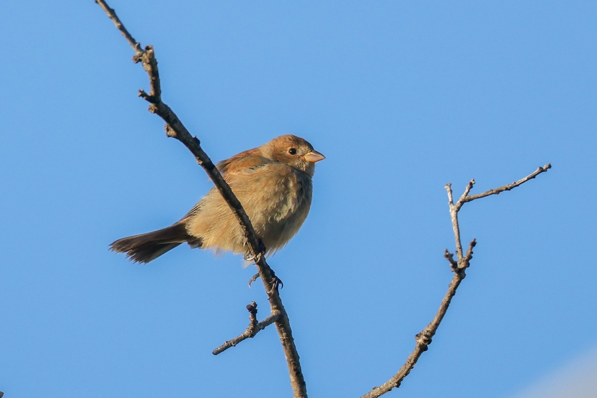 Indigo Bunting - ML646950870