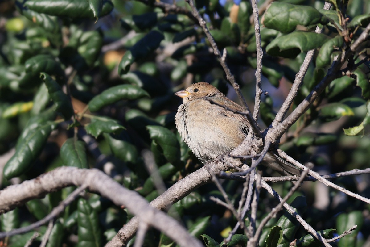 Indigo Bunting - ML646950871