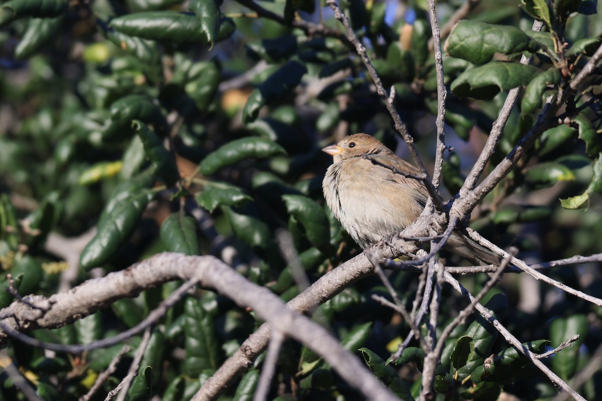 Indigo Bunting - ML646950872