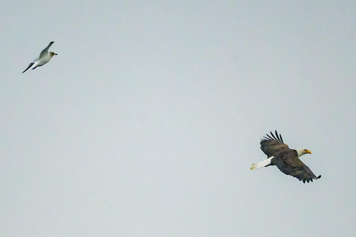 Bald Eagle - ML646950875