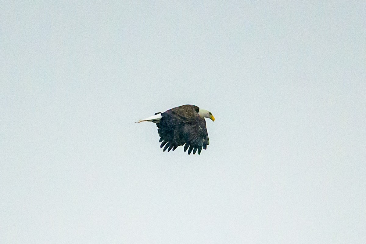Bald Eagle - ML646950876