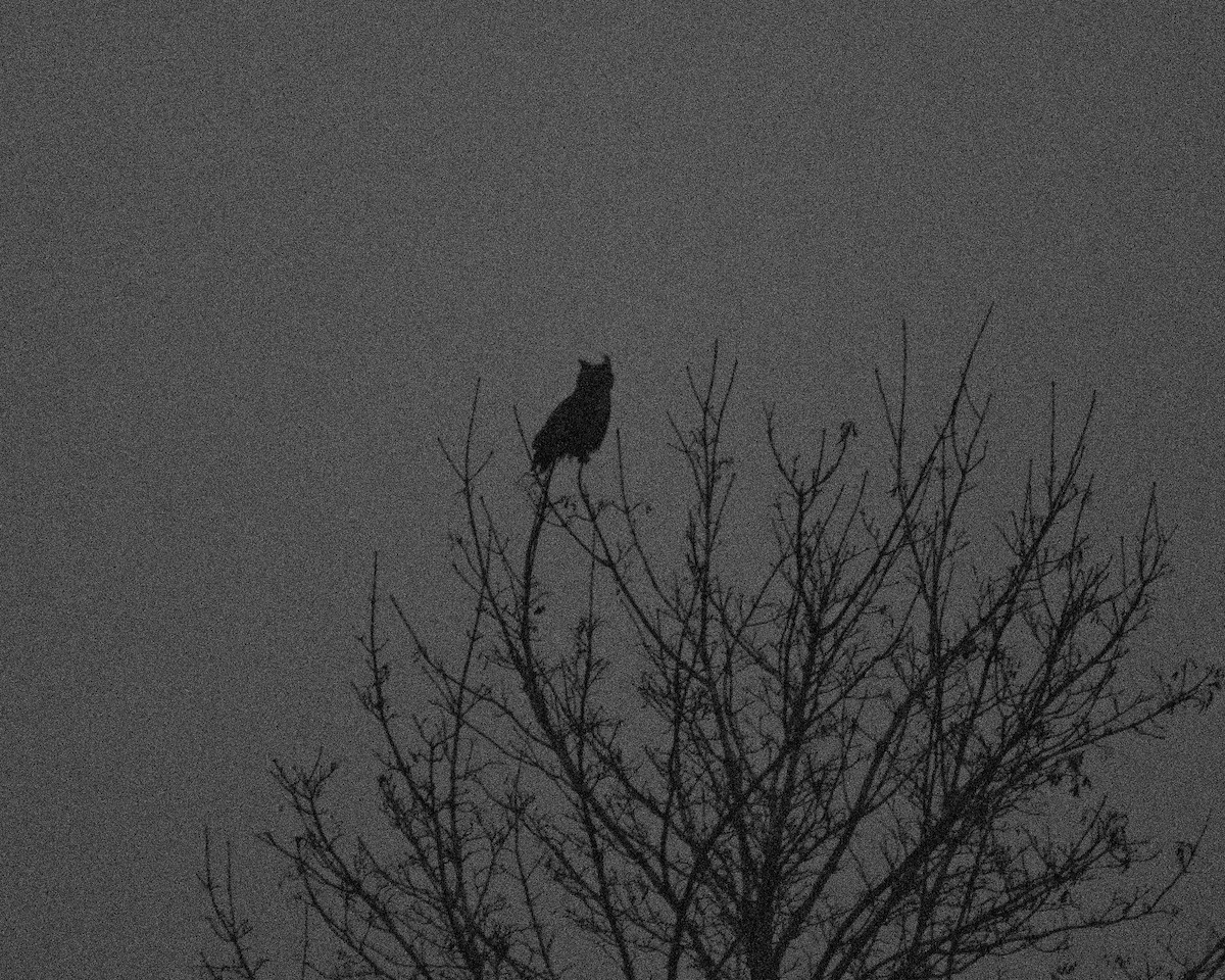 Hontz virginiarra - ML646950878