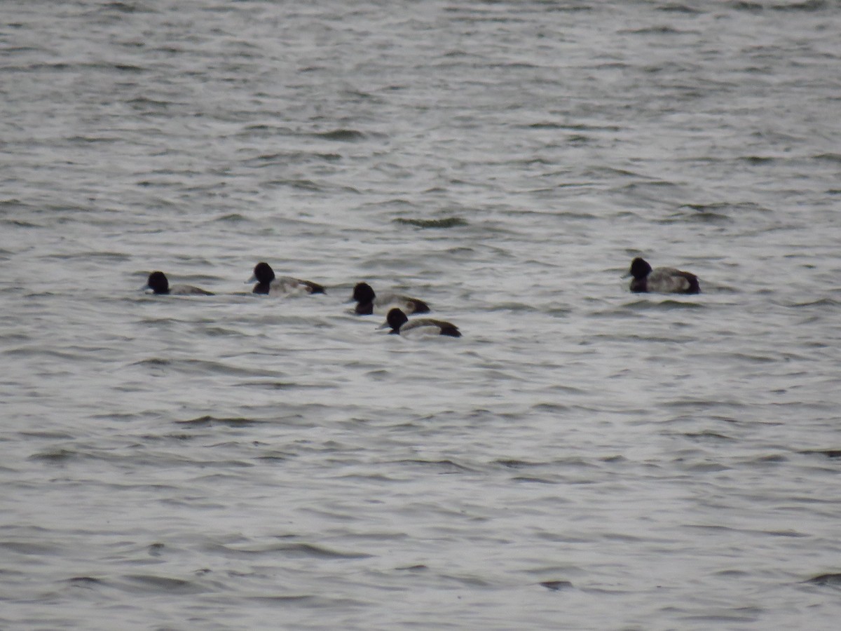 Чернь американська - ML646950880