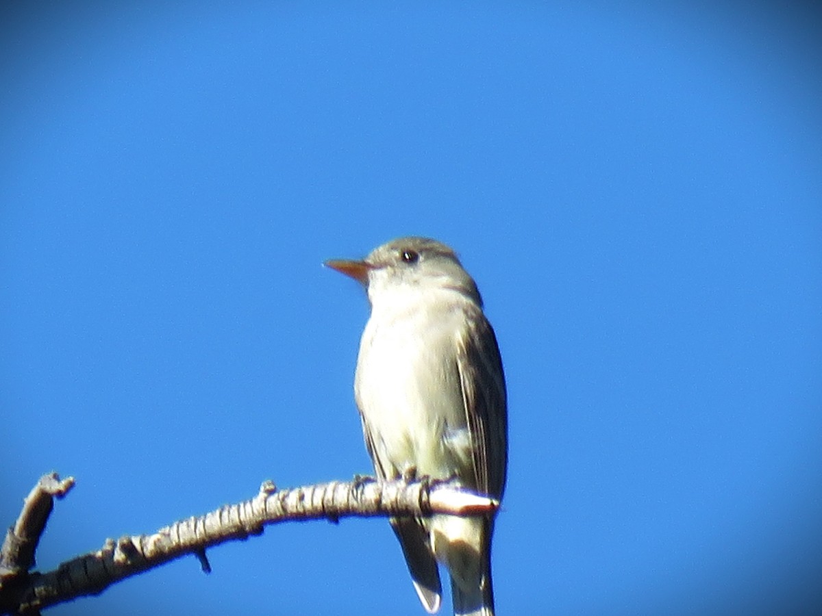 Greater Pewee - ML646950881