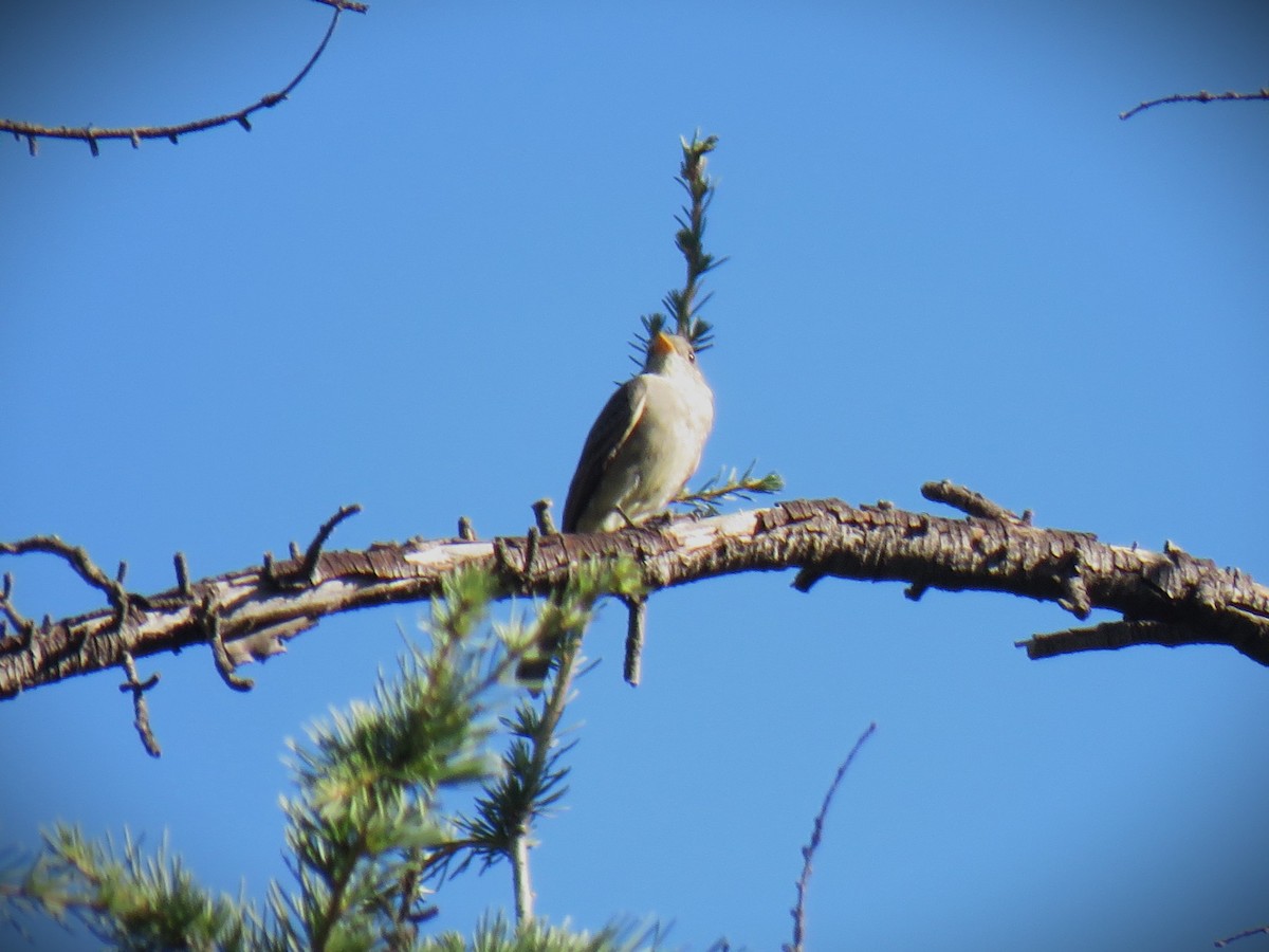 Greater Pewee - ML646950884